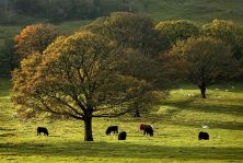 arncliffe autumn xx.jpg